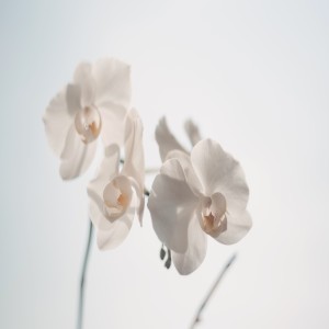 A Introduction To Virtue