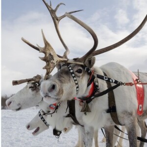 Season 8, Episode 2 w Melanie Furrer on Sleep in Reindeer, a Christmas Special