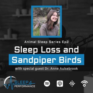 Animal Sleep Series EP02 w/ Dr. Anne Aulsebrook on Sleep Loss and Sandpiper Birds