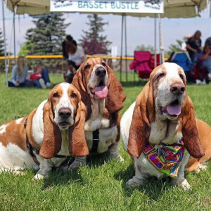 Chó Basset Hound