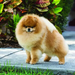 Chó Phốc (Pomeranian)