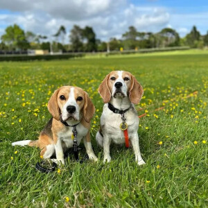 Chó Beagle Là Giống Chó Gì? Những Thông Tin Bạn Nên Biết Về Beagle