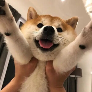 Chó Shiba Inu