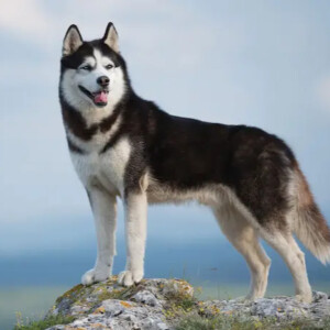 Chó Husky