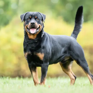 Chó ⁠Rottweiler