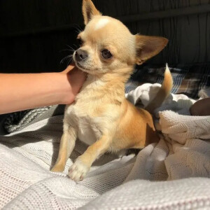 Chó Chihuahua