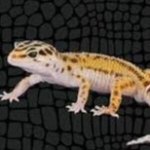 Gecko's Territory