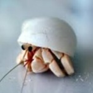 Hermie's Fishtank