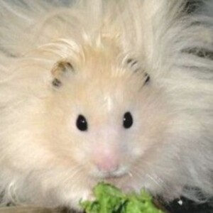 Hamstercast