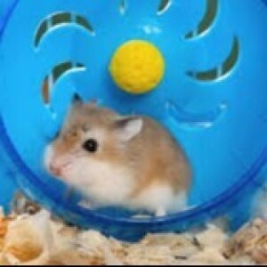 The Hamster Wheel Show