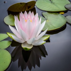 The Way of Dharma