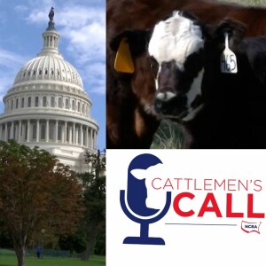 Cattle and Politics