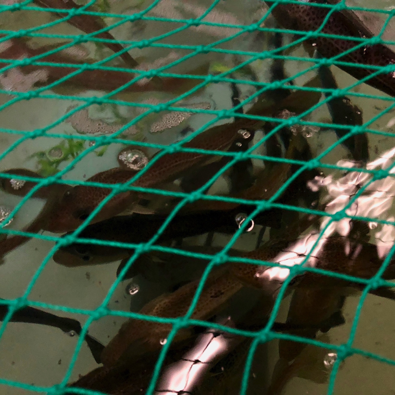 Tynde torsk udfordrer forskere og fiskere