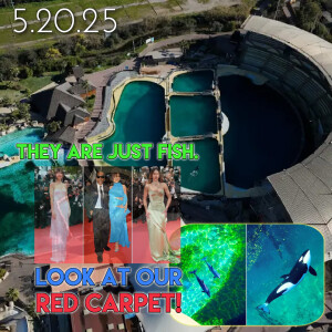 Orcas Left to Die in Cannes France as Celebrities Enjoy Their Film Festival