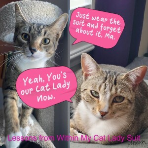 Lessons from Within My Cat Lady Suit