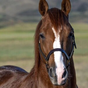 Featured Breeders at Mantz Creek Horses