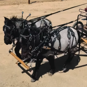 Bays Ranch Horses at Josh White Auctions