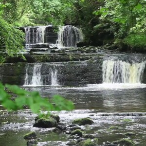 1 Hour of Forest Waterfall Sounds: Relaxing Birds Chirping, River Meditation, and Sleep Aid