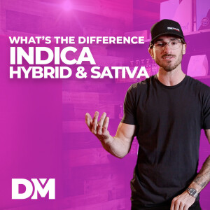 What Is The Difference Between Indica, Sativa, Hybrid - DistroMike