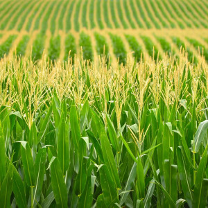 Crop Report