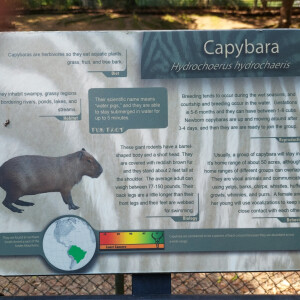 Leo’s Vacation Capybara’s