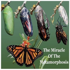Sermon - The Miracle Of The Metamorphosis