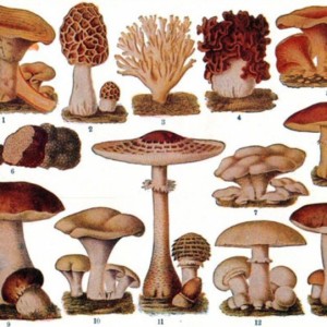 magical Mushrooms, fabulous Fungi & mega-Mycelium