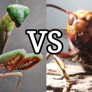 Vs: The baddest Bugs on the planet do battle!