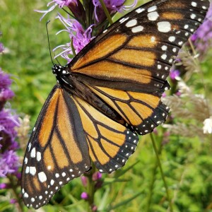 Spring Fling in Asheville, North Carolina