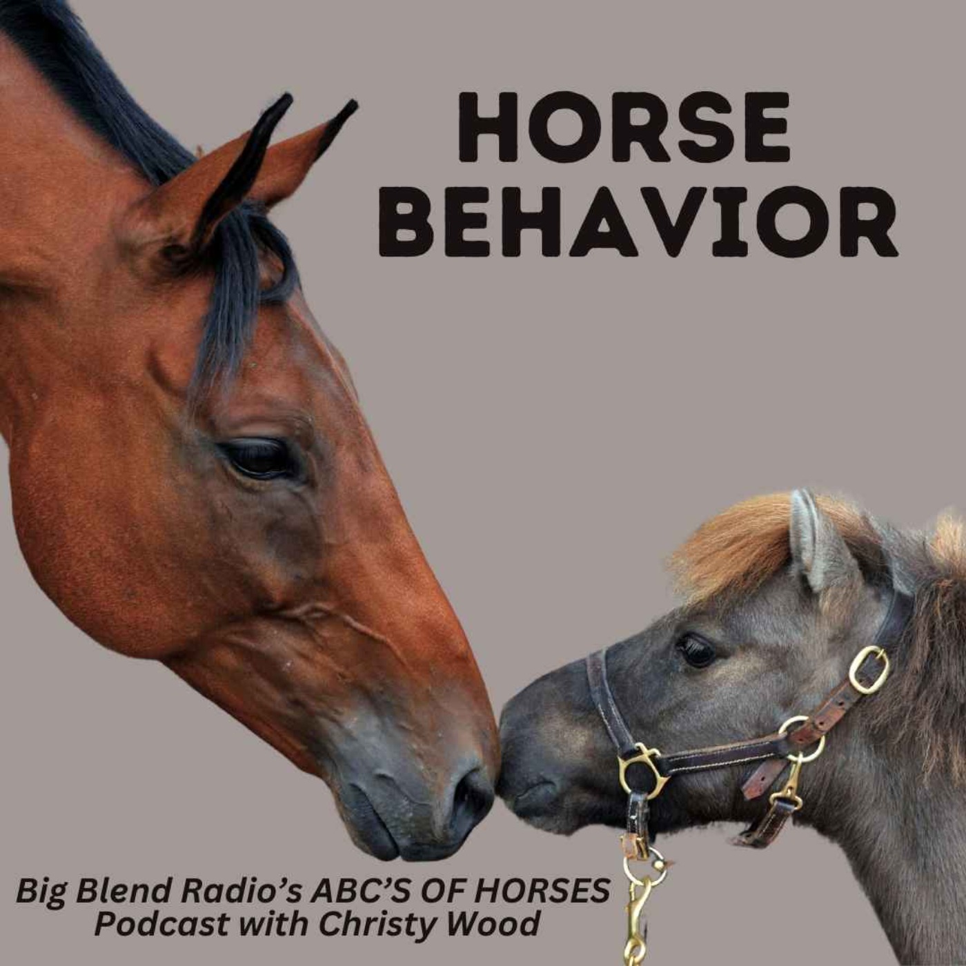 Christy Wood - Understanding Horse Behavior
