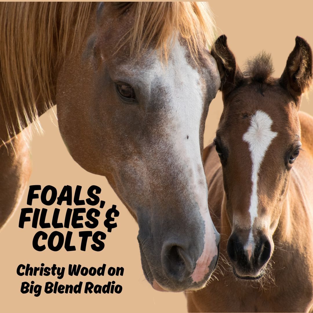 Christy Wood - Foals, Fillies, and Colts