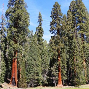 Spring Outdoor Adventures in California’s Sequoia Country