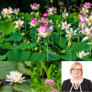 Discover Washington DC's Historic Lily and Lotus Flowers