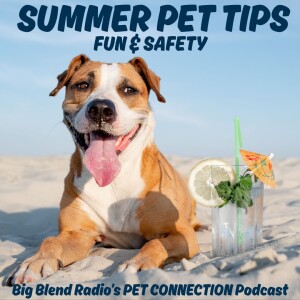 Summer Pet Tips for Fun and Safety