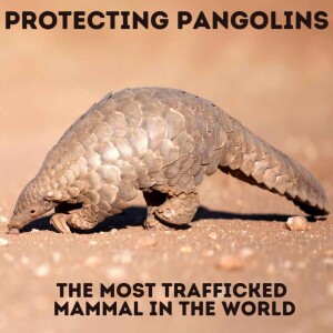 Protecting Pangolins