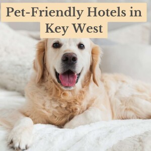 Embrace Paradise: The Top Pet-Friendly Hotels in Key West