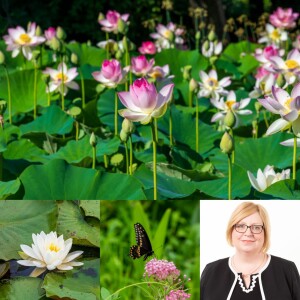 Julie Dee Suman - Kenilworth Aquatic Gardens in Washington DC