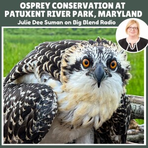 Osprey Conservation at Patuxent River Park, Maryland