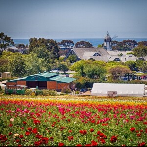 Fred Clarke: The Flower Fields