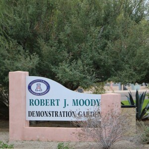 Robert J. Moody Demonstration Garden in Yuma, AZ - Marylou Milstead and Bill Moody on Big Blend Radio