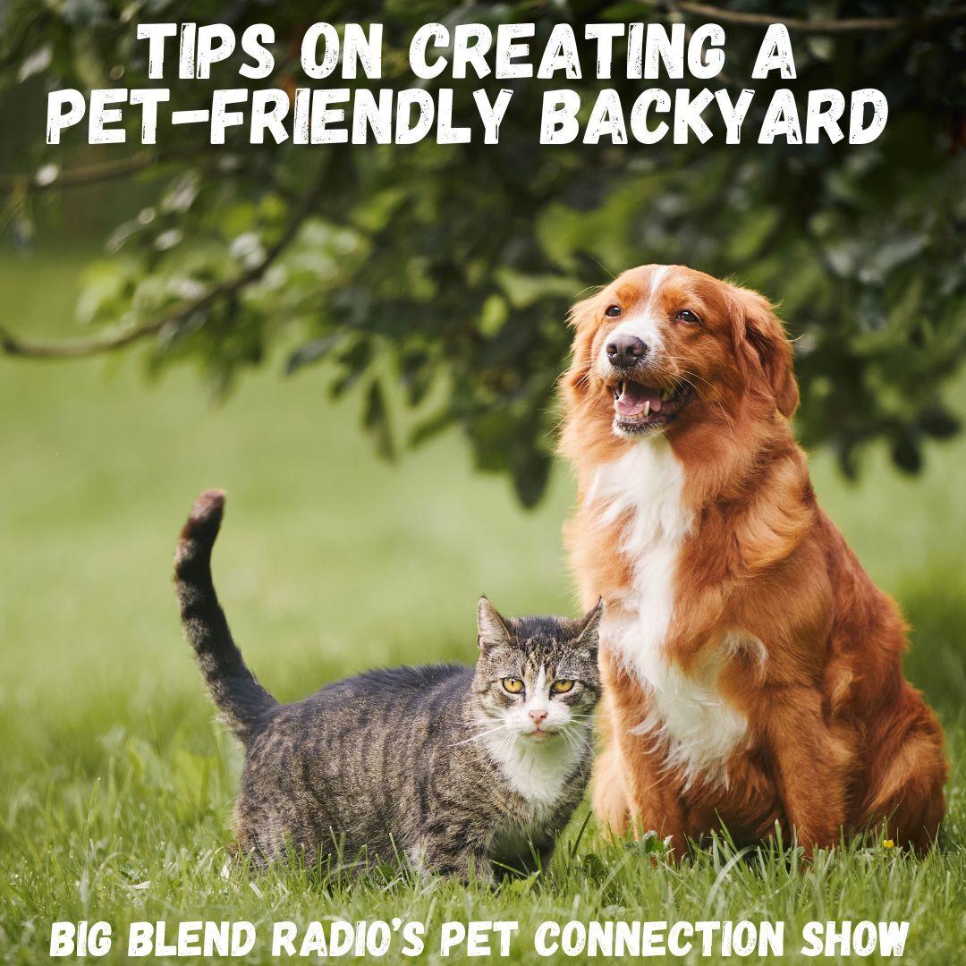Creating a Pet-Friendly Backyard