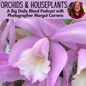 Margot Carrera - Orchids and Houseplants