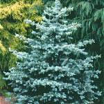 How to Plant and Water Evergreens in Winter