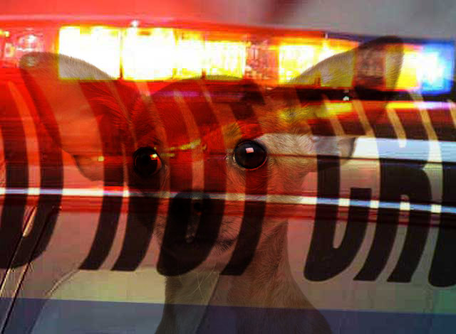 A Clarkdale man was arrested after allegedly dragging a Chihuahua behind his truck.