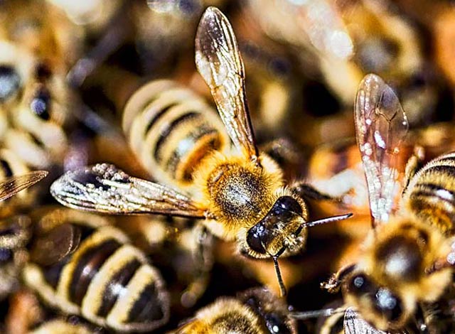 Man Dies from Attack by Swarm of Bees
