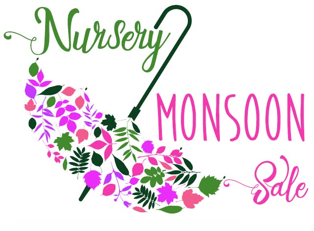 Watters: How to Take Advantage of Nursery Monsoon Sale