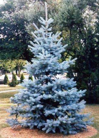 Mountain Gardener: Pick a Live Tree This Year!