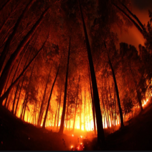 The Amazon is on fire bro