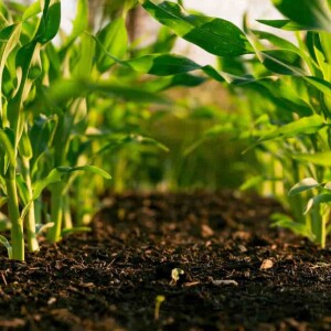 ACMÉ 2024 : OKAY! POUR UNE AGRICULTURE DURABLE