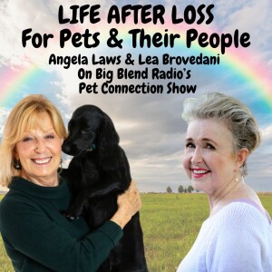 Life After Loss For Pets and Their People